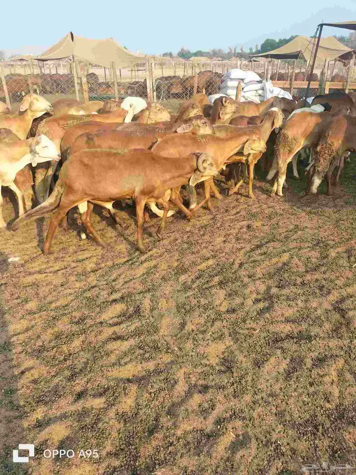 سواكن حمر مربي 0