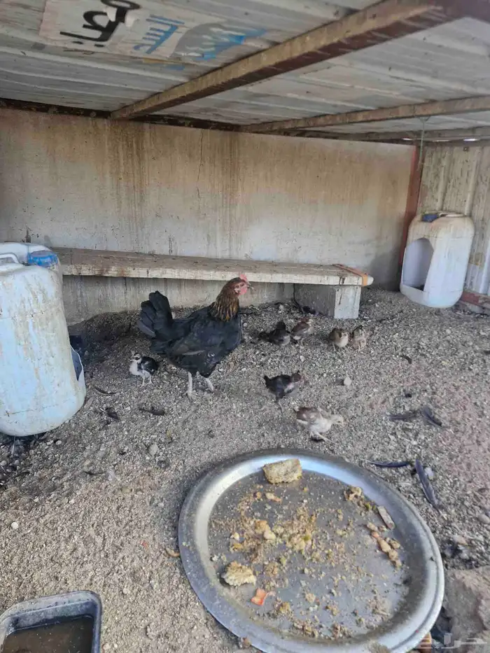 دجاج بفروخها كفوو 0