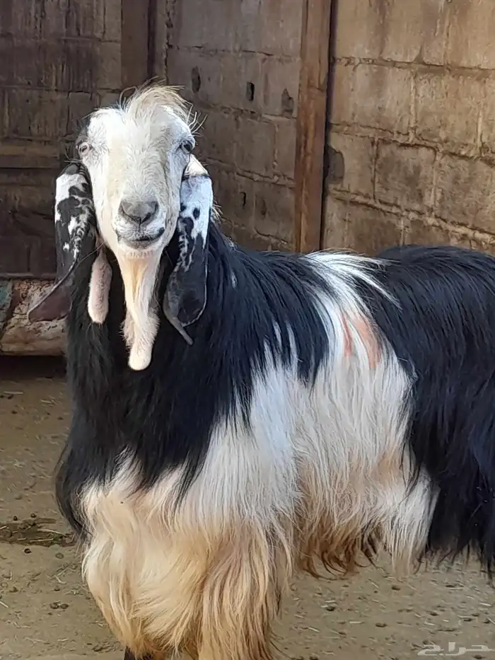 تيس من اجود وأنواع التيوس للبيع التواصل خاص 1