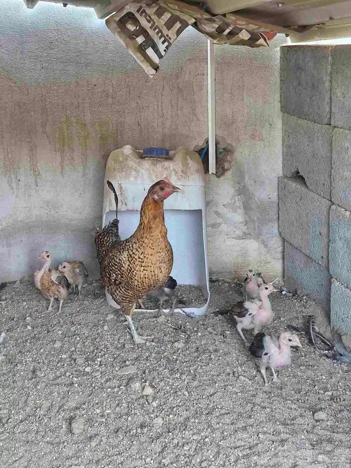 دجاج بفروخها كفوو 4