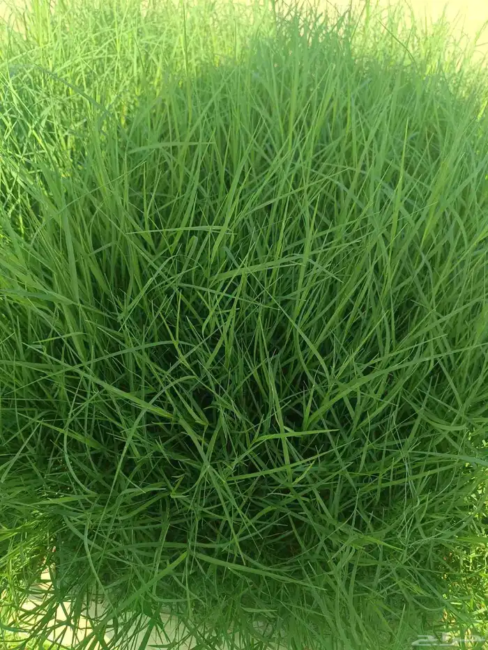 زراعة العشب الطبيعي داخل المدينه المنوره 0