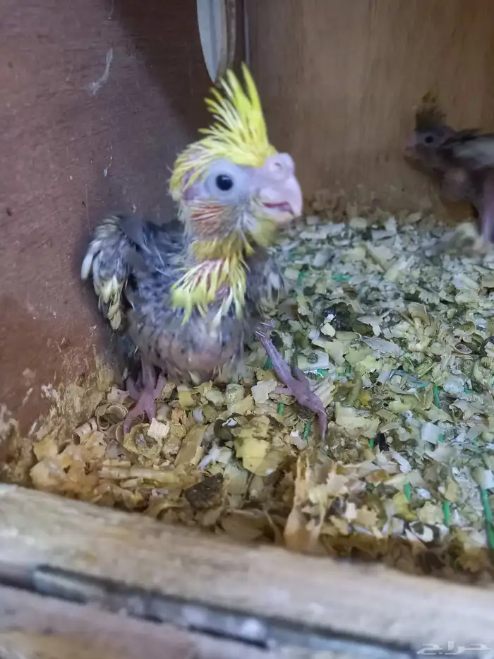 فرخين كروان...لهواة الغر..باقي الفرخ الكبير 2