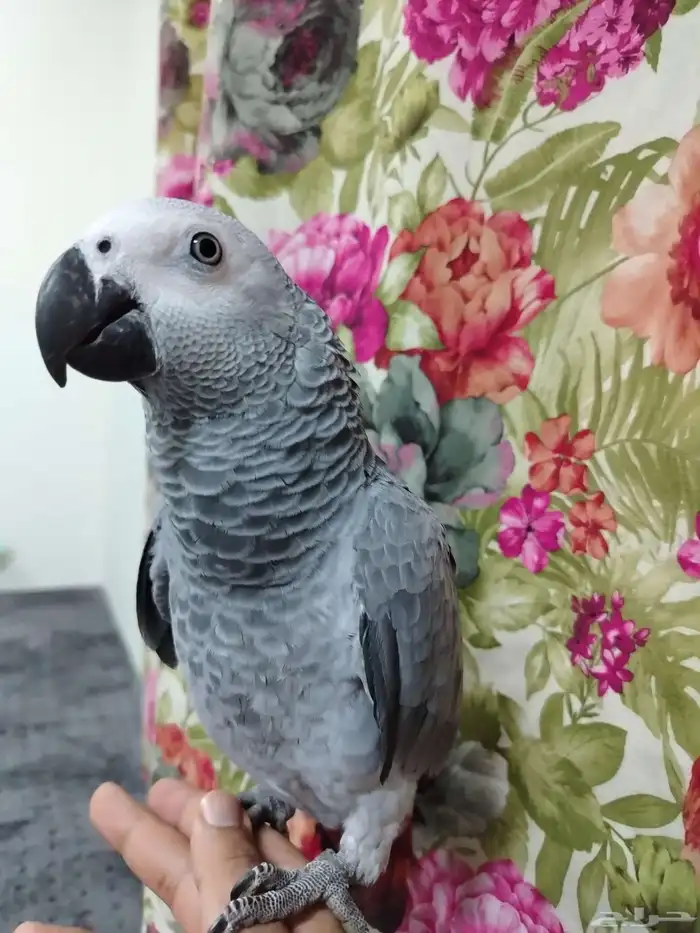 مفقود كاسكو عمر سنه المبرز السياسب 0