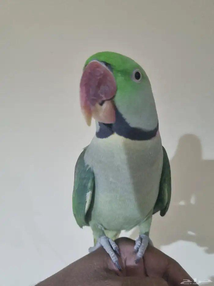 جوز نيبالي 3