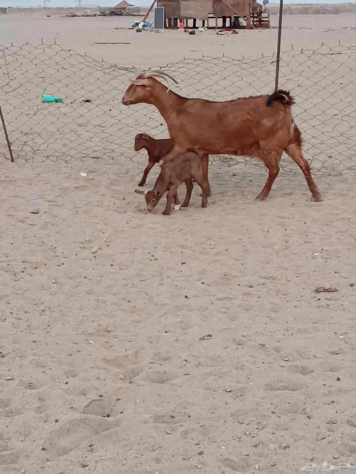 عنز محايليه جرم يتبعها 2 تيوس 2