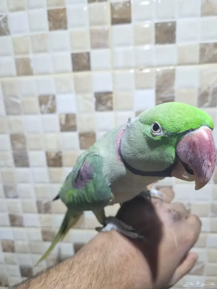 جوز نيبالي 1