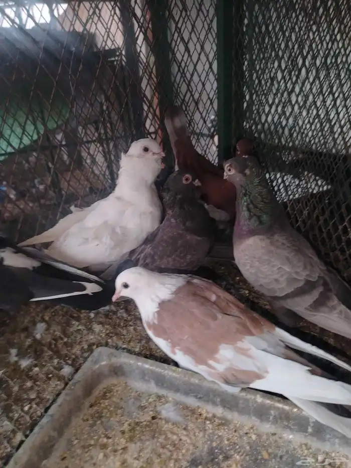 حمام زينه عرض 3