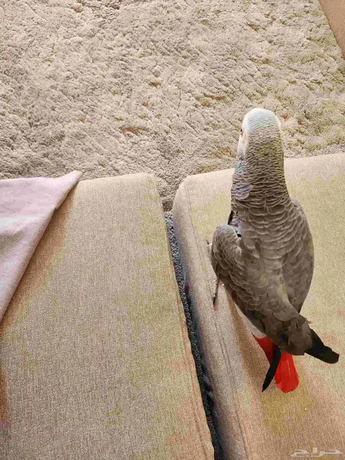 كاسكو سوير جامبو هدد 0