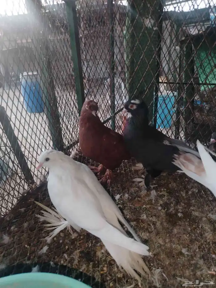 حمام زينه عرض 5