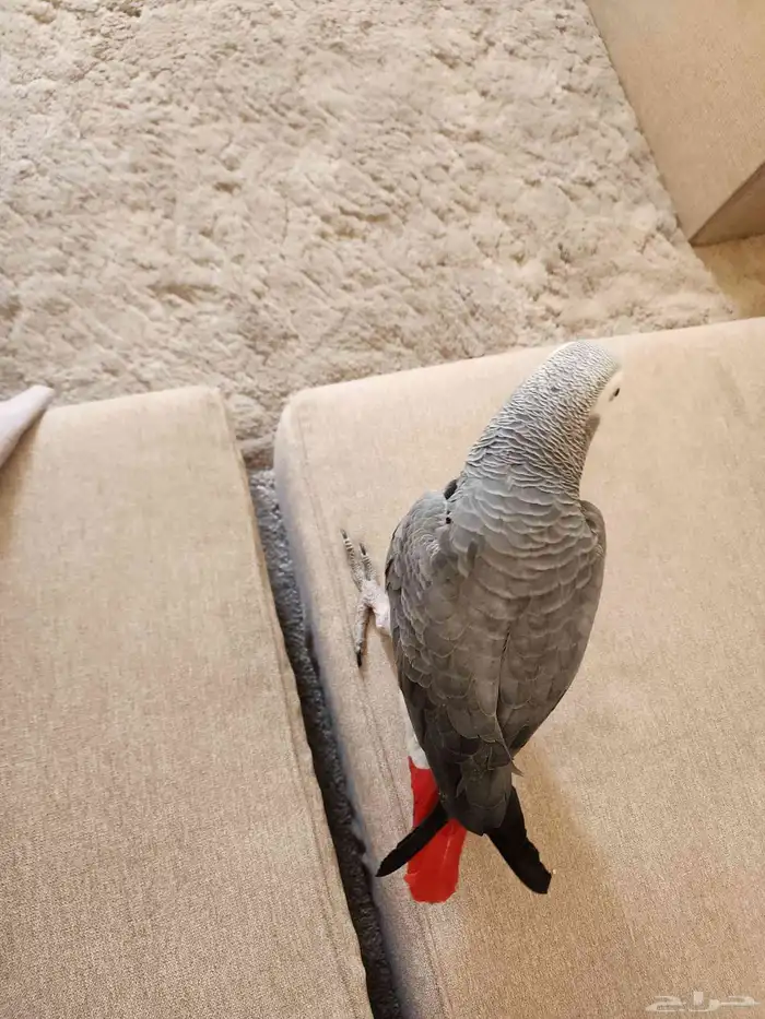 كاسكو سوير جامبو هدد 2