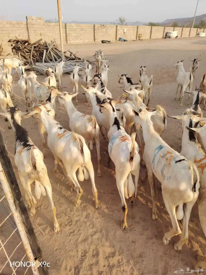 برابر وتيوس صوماليه متميزه 2