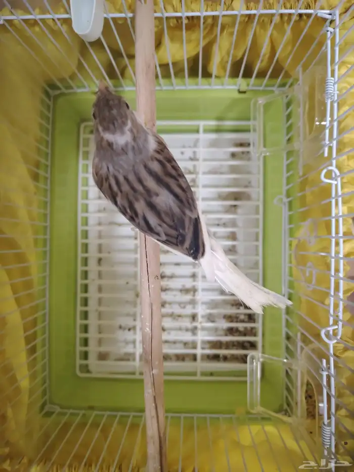 ذكر كناري سوري 6