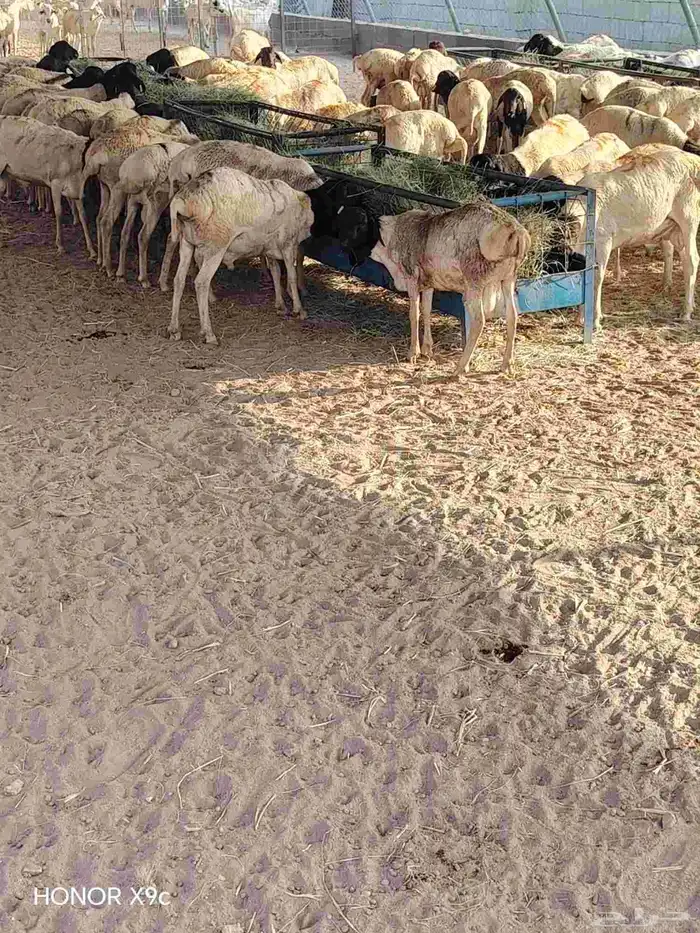 متوفر برابر جذعان وثنيان ممتازة ونظيفة واسعار طيبة 2