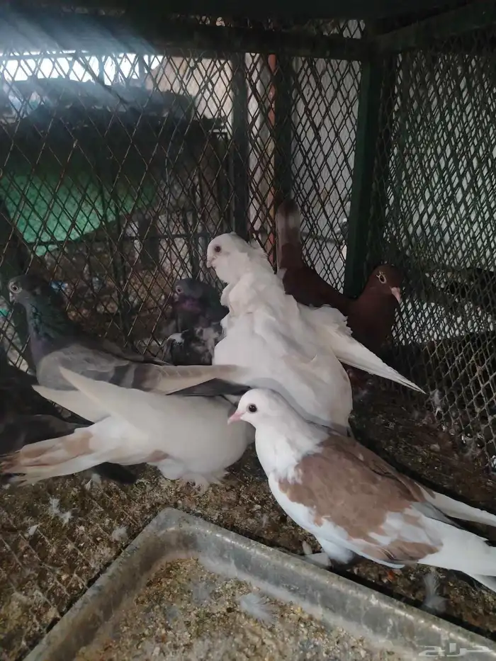 حمام زينه عرض 0