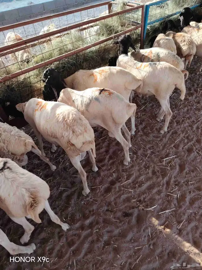 بربرى وتيوس 6