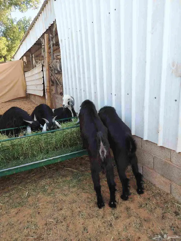 عندنا تيوس طيبه وطليان للبيع 1