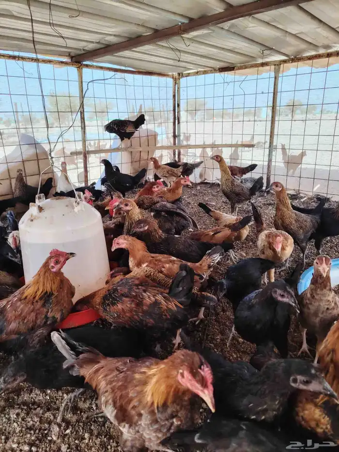 دجاج بلدي عمر سته شهور وما بيضت الان العدد 100 حبه 80 نتايات 3