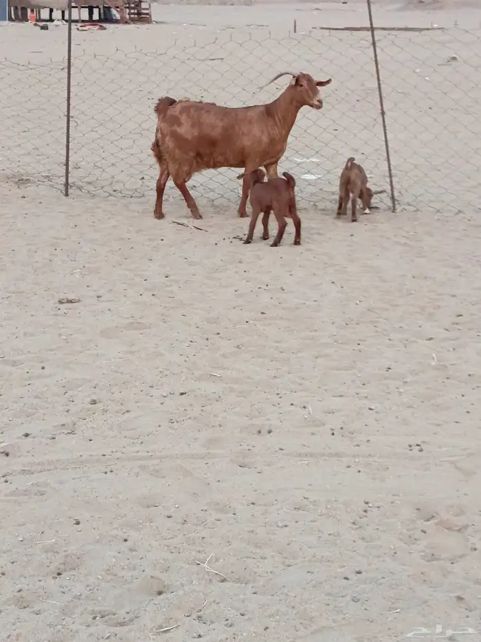 عنز محايليه جرم يتبعها 2 تيوس 9