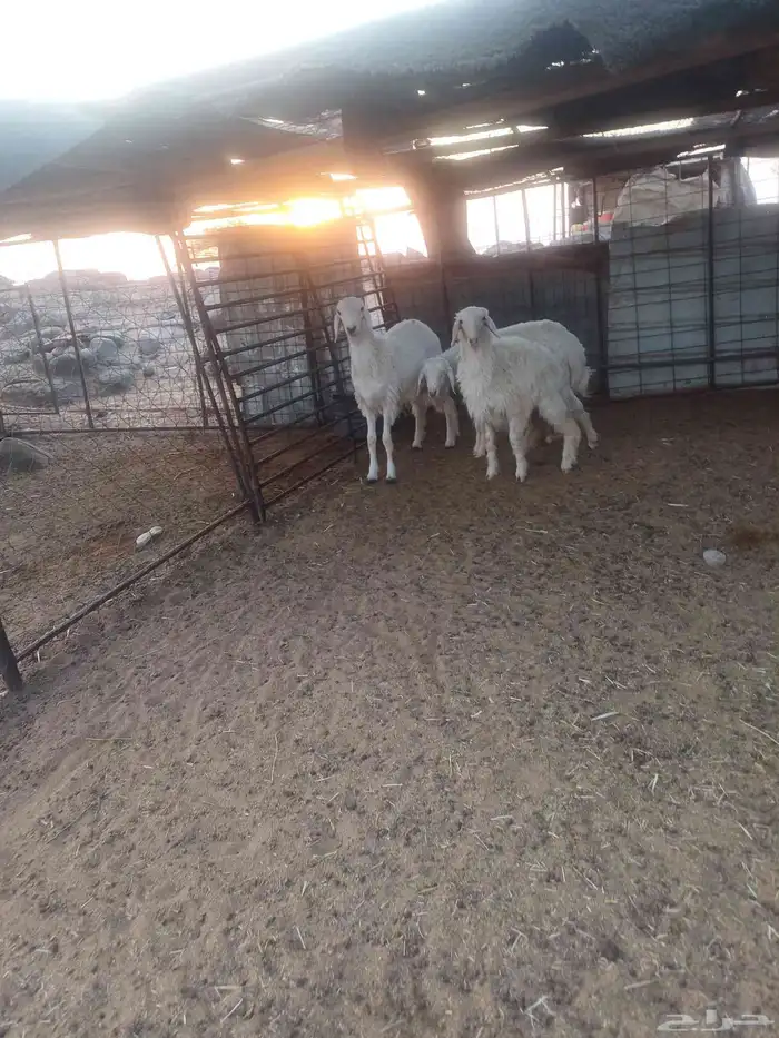 طليان حبص للبيع 2