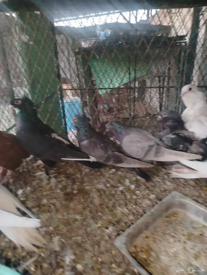 حمام زينه عرض 6