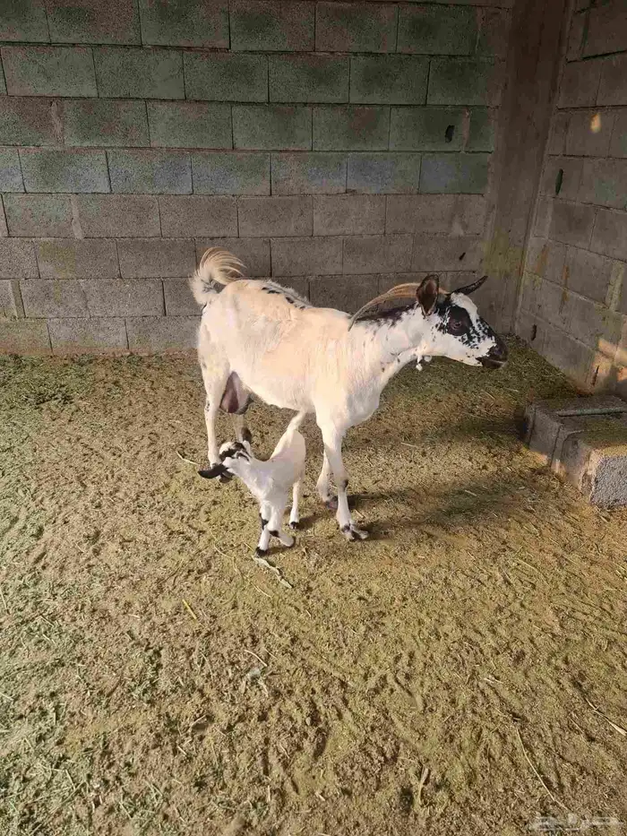 عنز بيشيه تحتها جفره بعمر يوم واحد 4