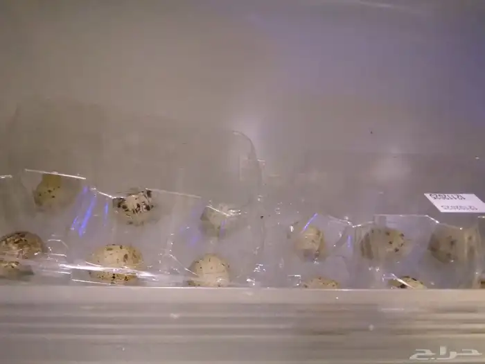 طبق بيض سمان مخصب 0