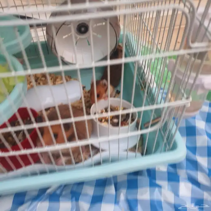 عايلة هامستر سوري اب وام واربعة صغار بالقفص او بدون 1