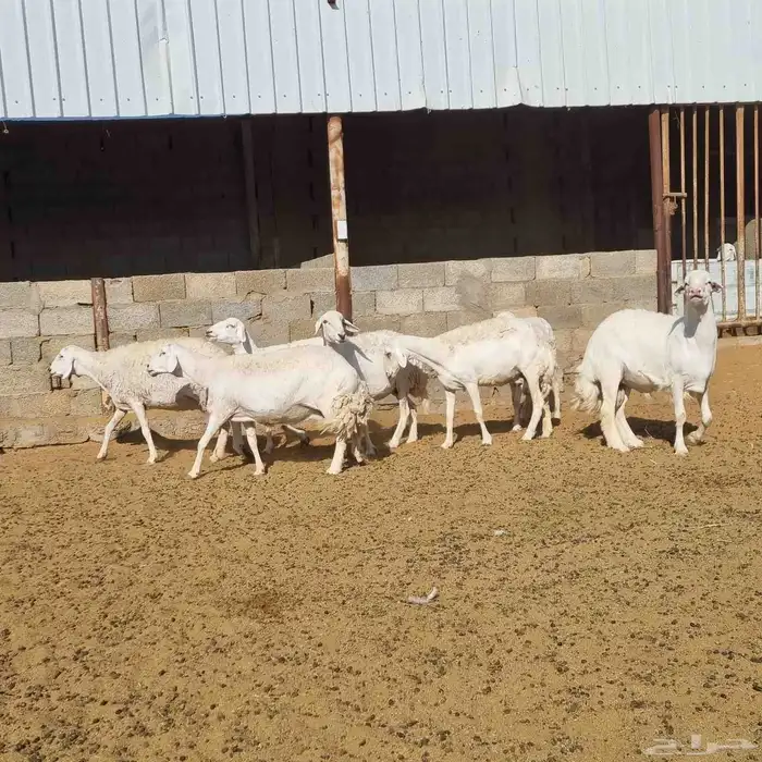 أغنام 0