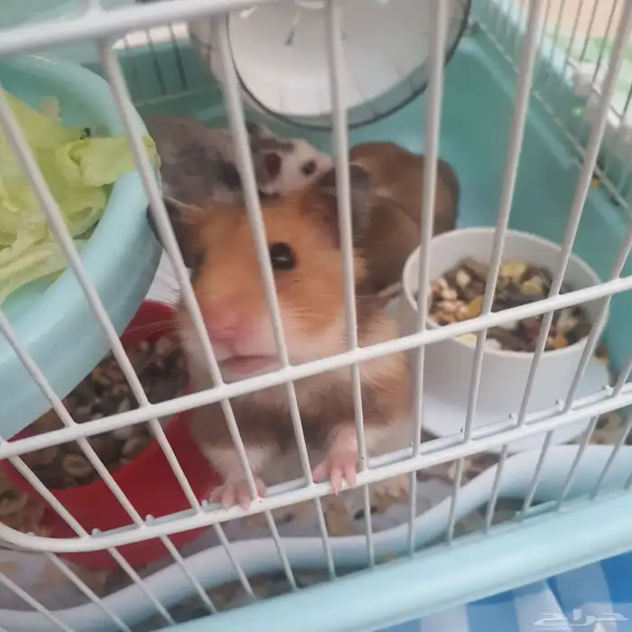 عايلة هامستر سوري اب وام واربعة صغار بالقفص او بدون 2