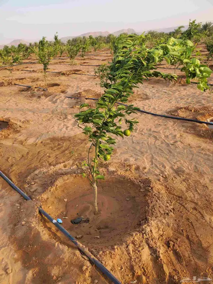 موسم الحمضيات بد با جميع انواع ومقستاها مع التوصيل وزرعه 5