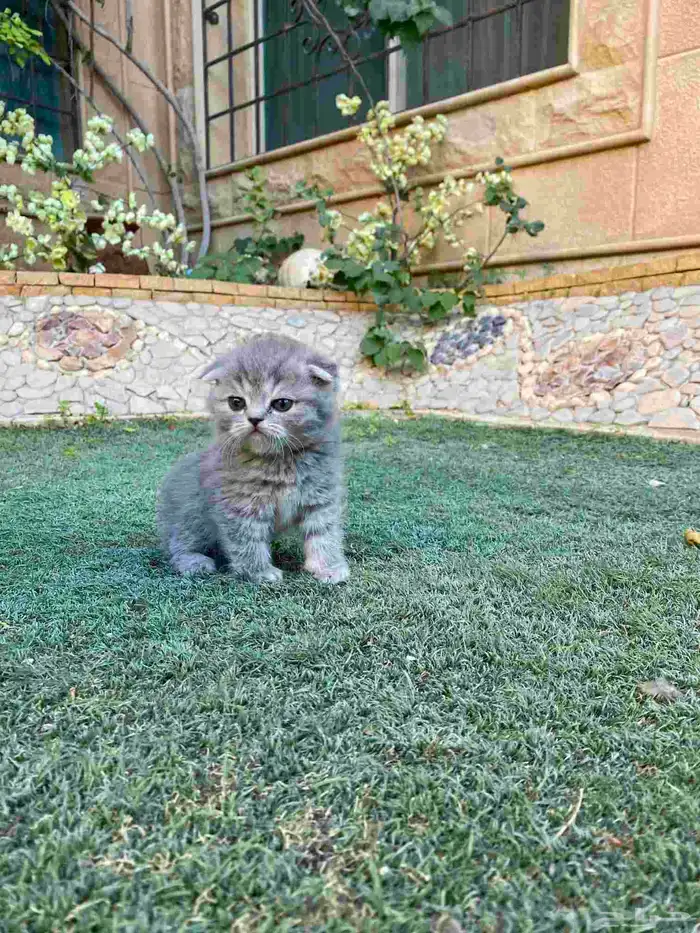 سكوتش فولد مطعمين مدربين للبيع فقط لايوجد تبني 2