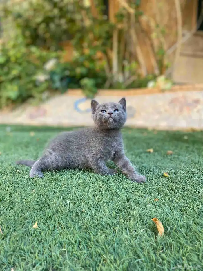 سكوتش فولد مطعمين مدربين للبيع فقط لايوجد تبني 22