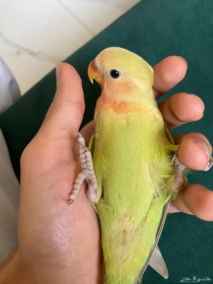 ببغاوات روز اليفه ولعوبه هدد 6