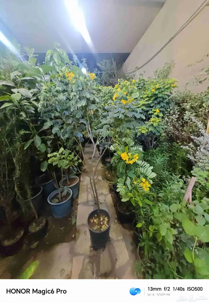 الزراعة الثيل الطبيعي وتركيب شبكات الري العادي والاتوماتيك 1