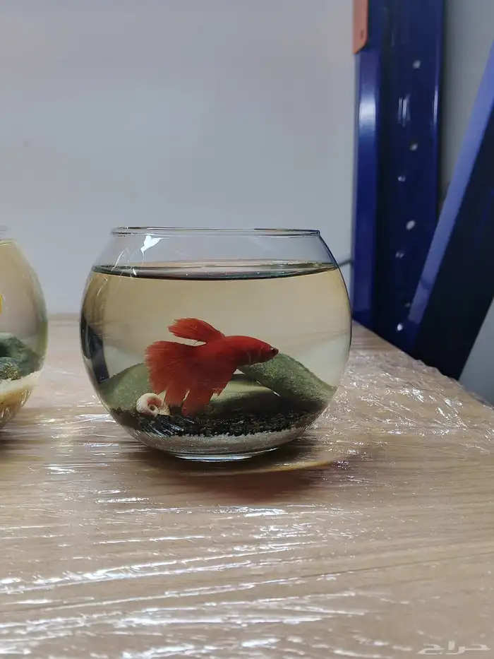 احواض سمك مكتبيه 5