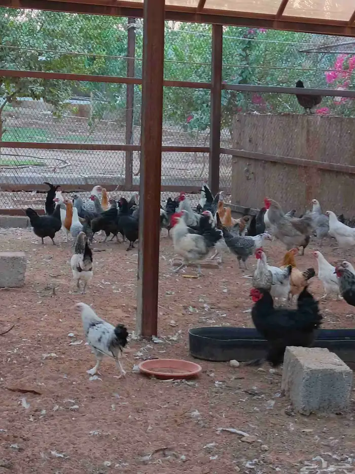 دجاج هجين براهما سوبر جامبو 1