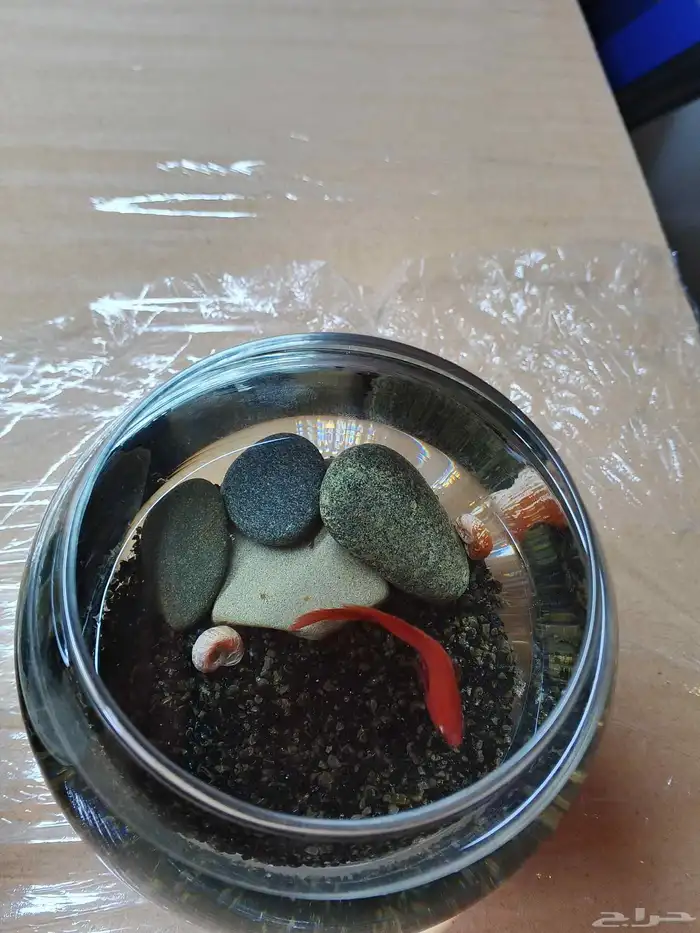 احواض سمك مكتبيه 6