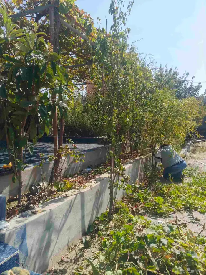 قص أشجار وزراعه مهندس أشجار 0