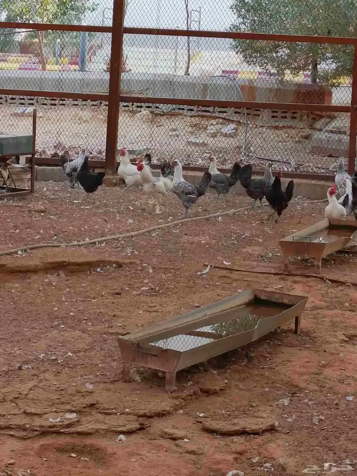 دجاج هجين براهما سوبر جامبو 5