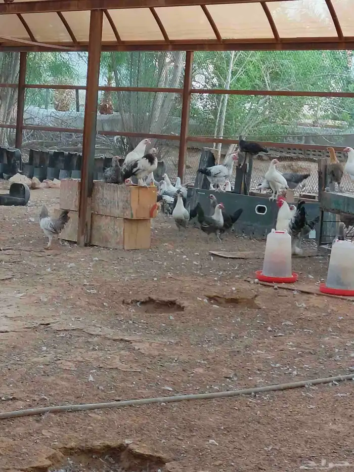 دجاج هجين براهما سوبر جامبو 8