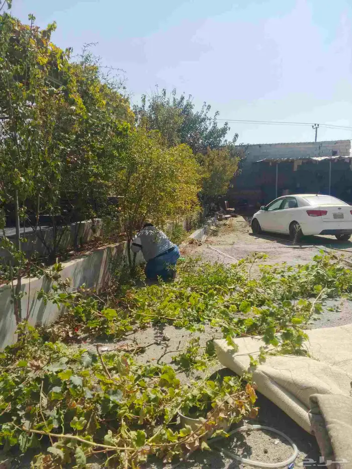 قص أشجار وزراعه مهندس أشجار 2