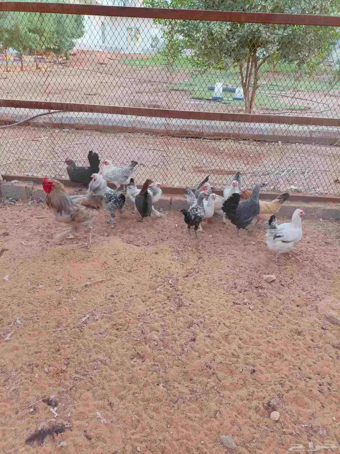 دجاج هجين براهما سوبر جامبو 4