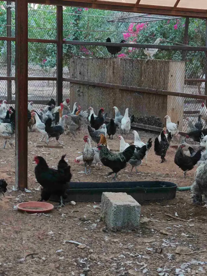 دجاج هجين براهما سوبر جامبو 0