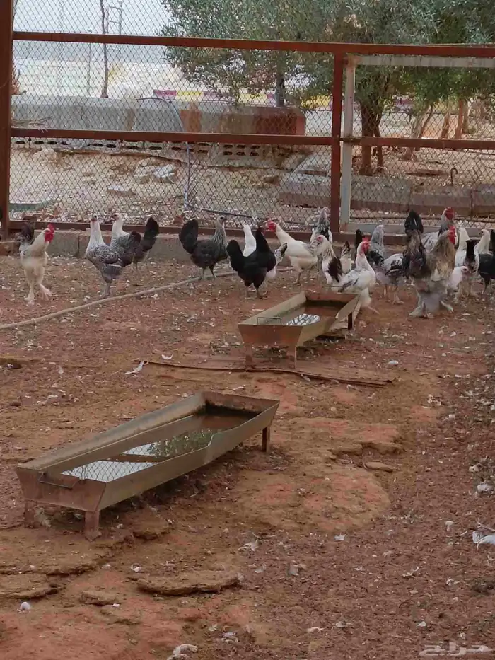 دجاج هجين براهما سوبر جامبو 6