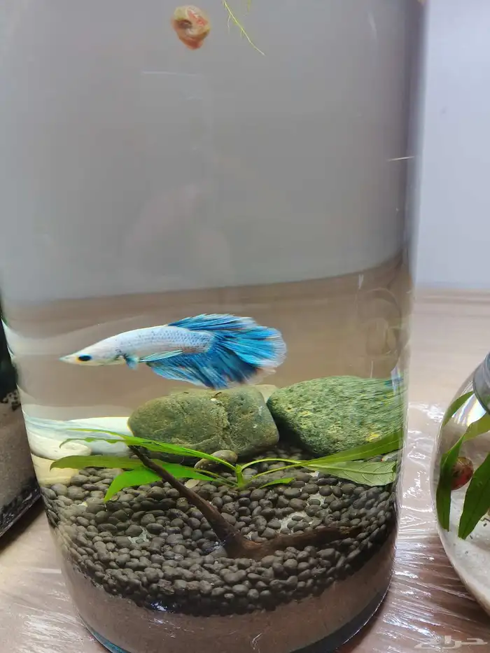 احواض سمك مكتبيه 3