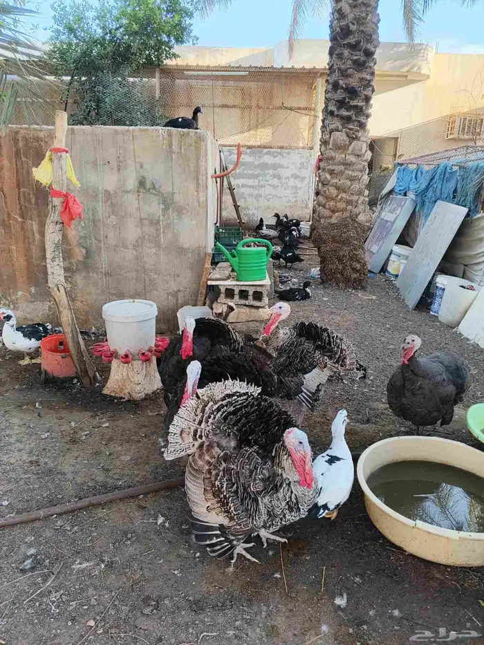 دجاج رومي للبيع 1