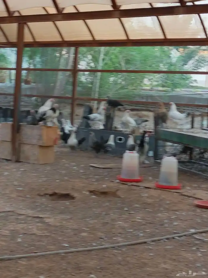 دجاج هجين براهما سوبر جامبو 9