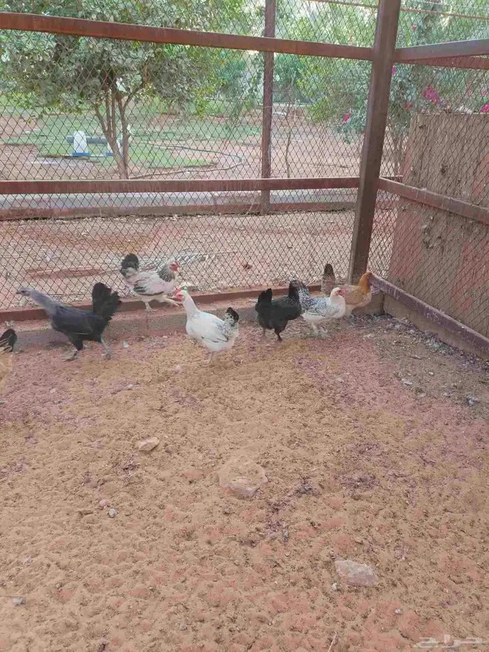 دجاج هجين براهما سوبر جامبو 3