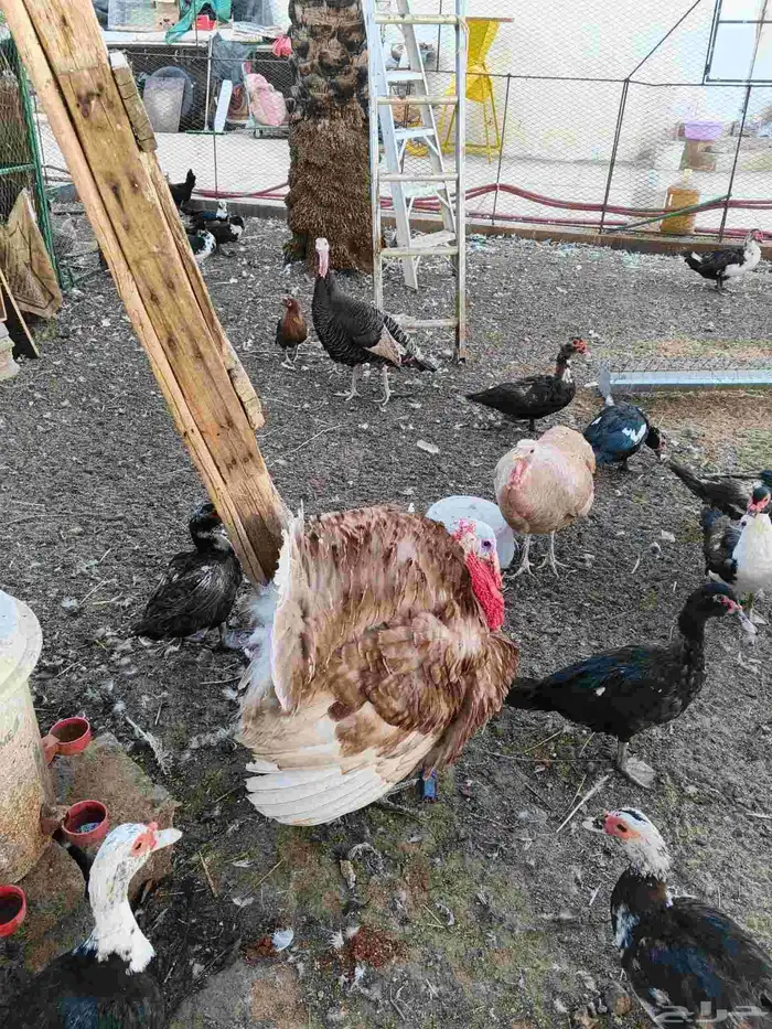 دجاج رومي للبيع 0