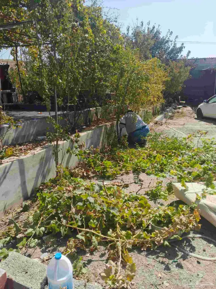 قص أشجار وزراعه مهندس أشجار 1